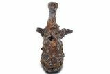 Fossil Theropod Dinosaur (Allosaurus) Dorsal Vertebra - Wyoming #360956-1